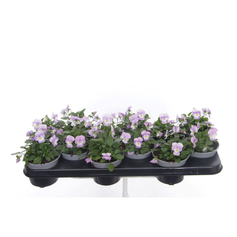 Viola cornuta Sorbet Lavender Pink.