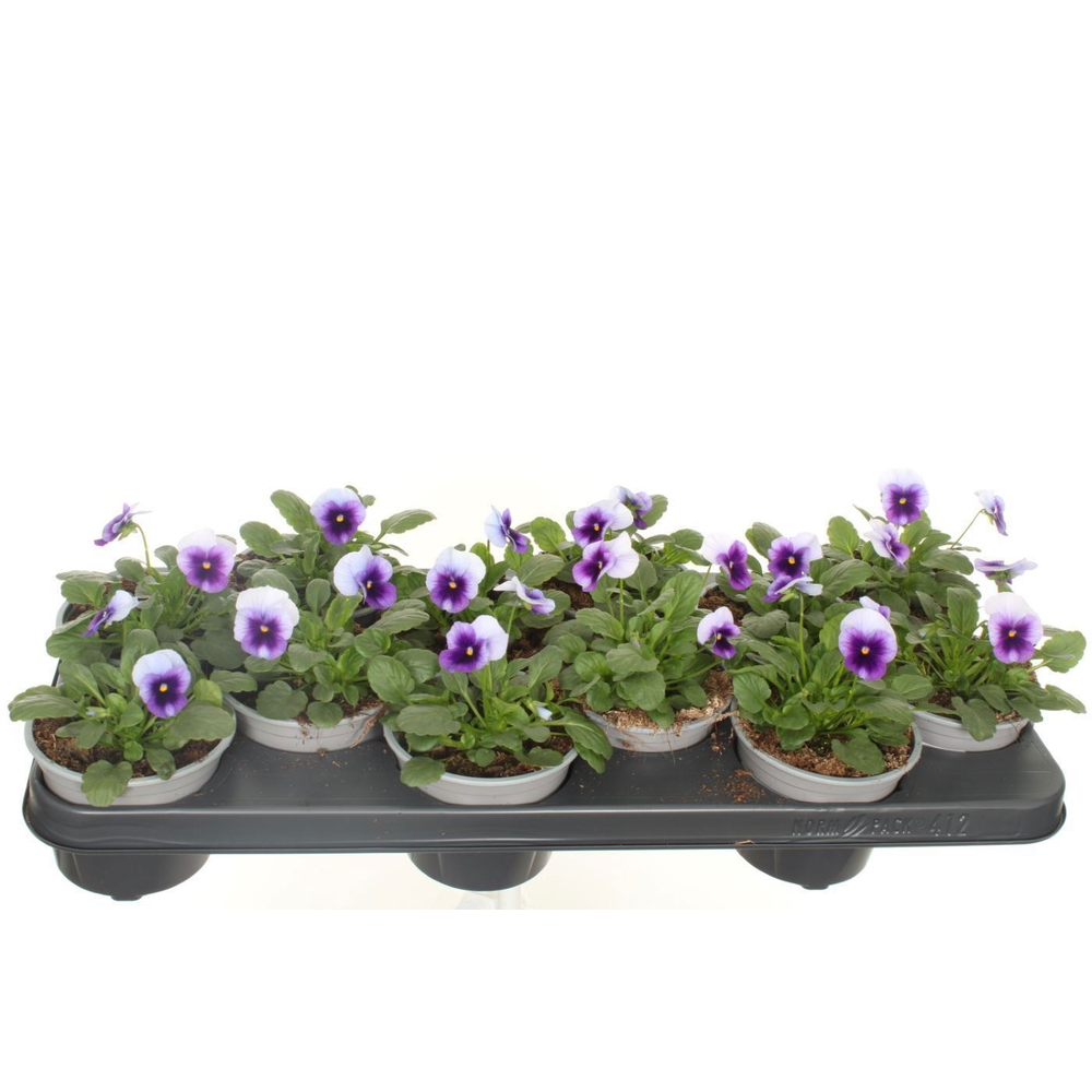 Viola cornuta Sorbet Beaconsfield.