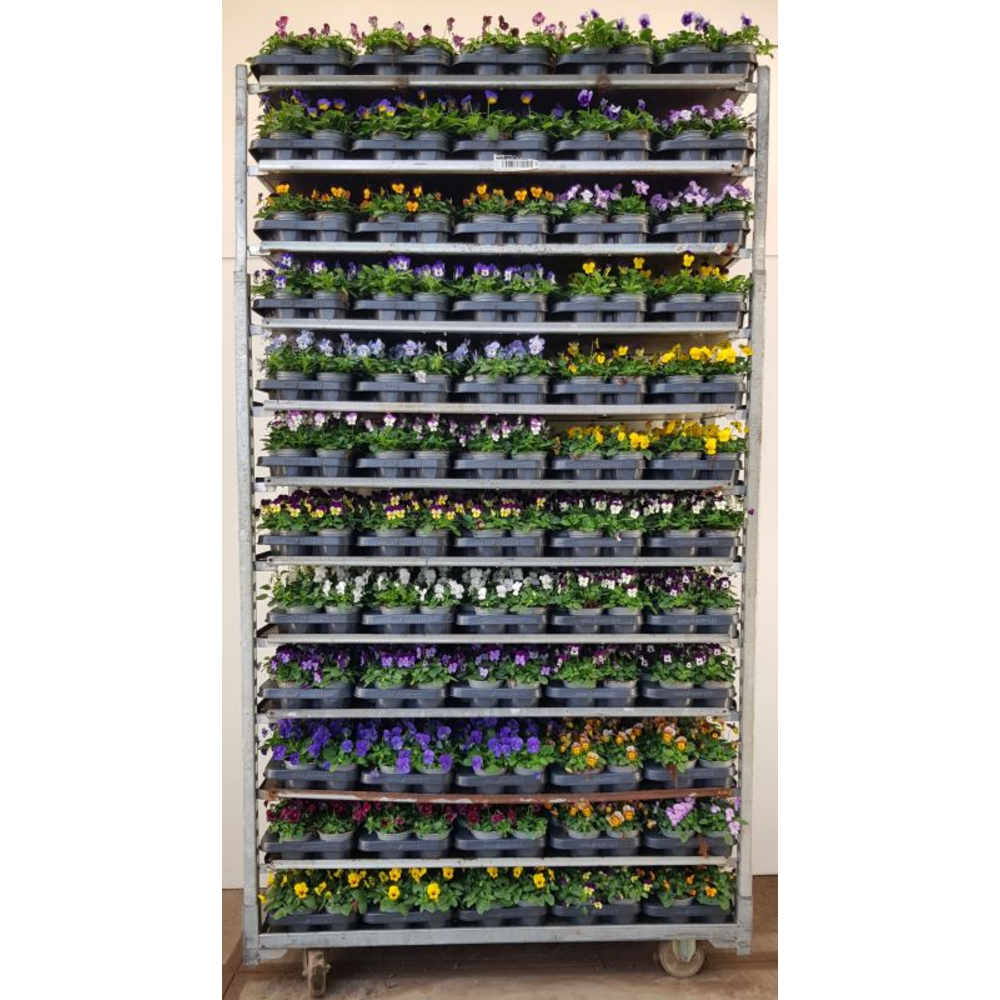 Viola cornuta mix.