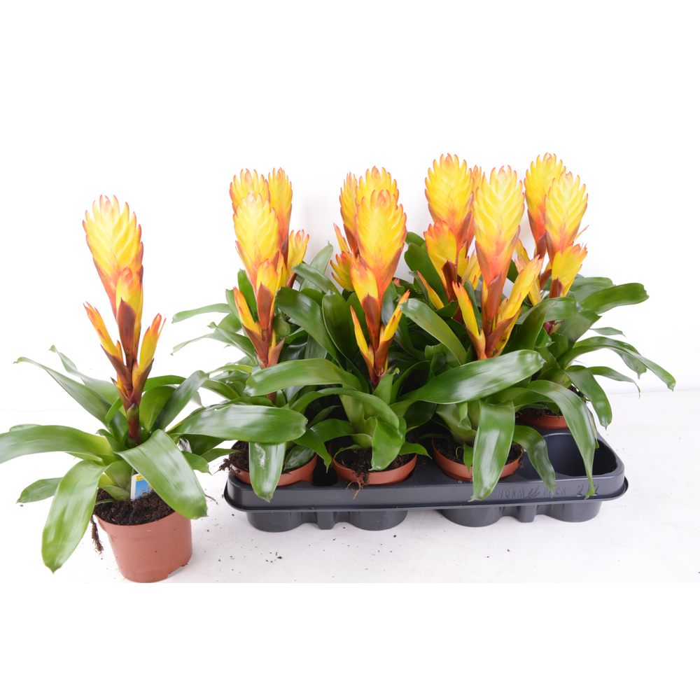 Vriesea Electric.