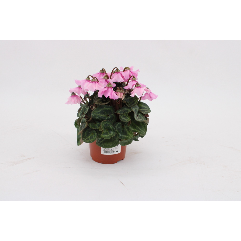 Cyclaam Petticoat Soft Pink 10,5cm.