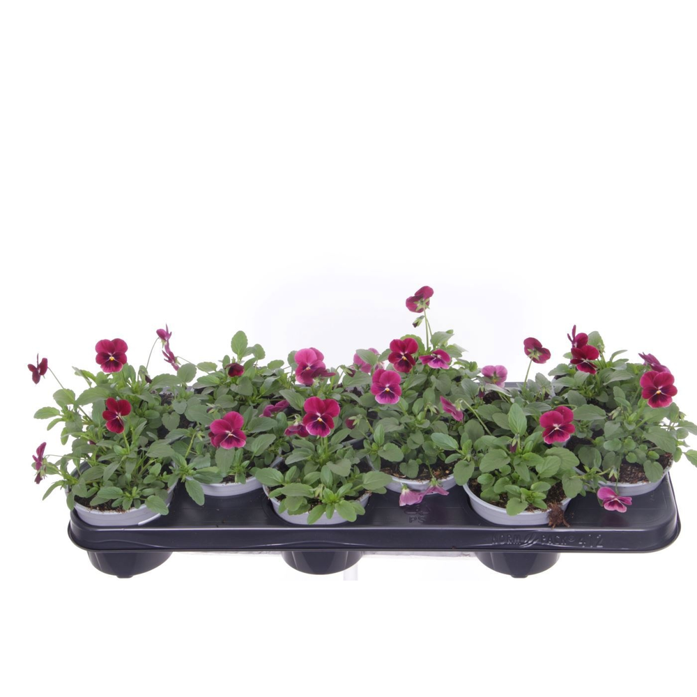 Viola cornuta Sorbet Rose Blotch.