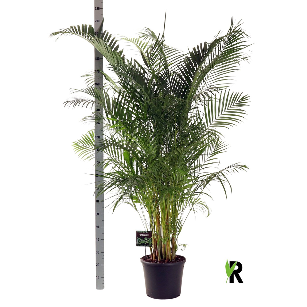 Dypsis lutescens.
