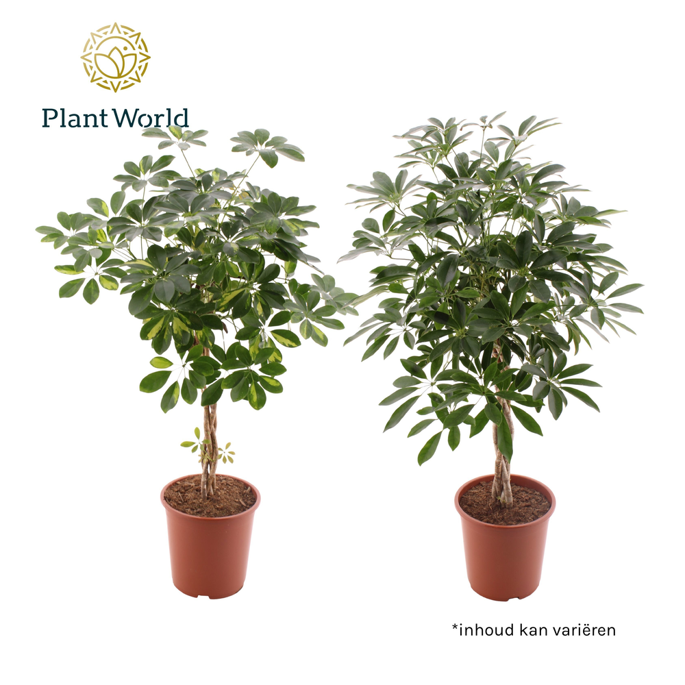 Schefflera multivlecht mix (Gold Capella & Compact.