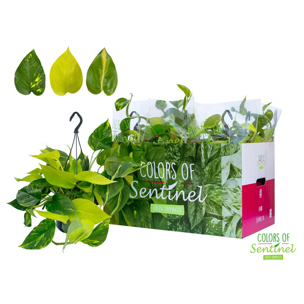 Epipremnum Pinatum Tricolore GO/A/B -Hangpot.
