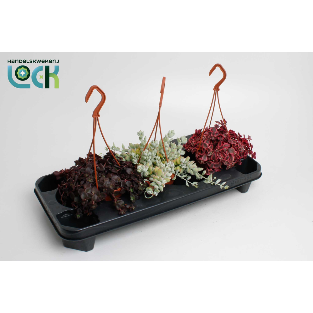 Crassula Marginalis mix.