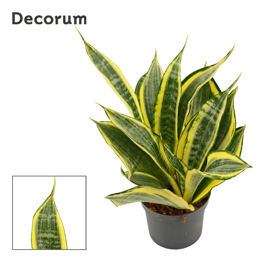 Sansevieria Hi Color 9 cm (Decorum).