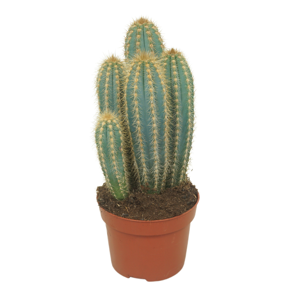 Pilosocereus pachycladus 12 cm.