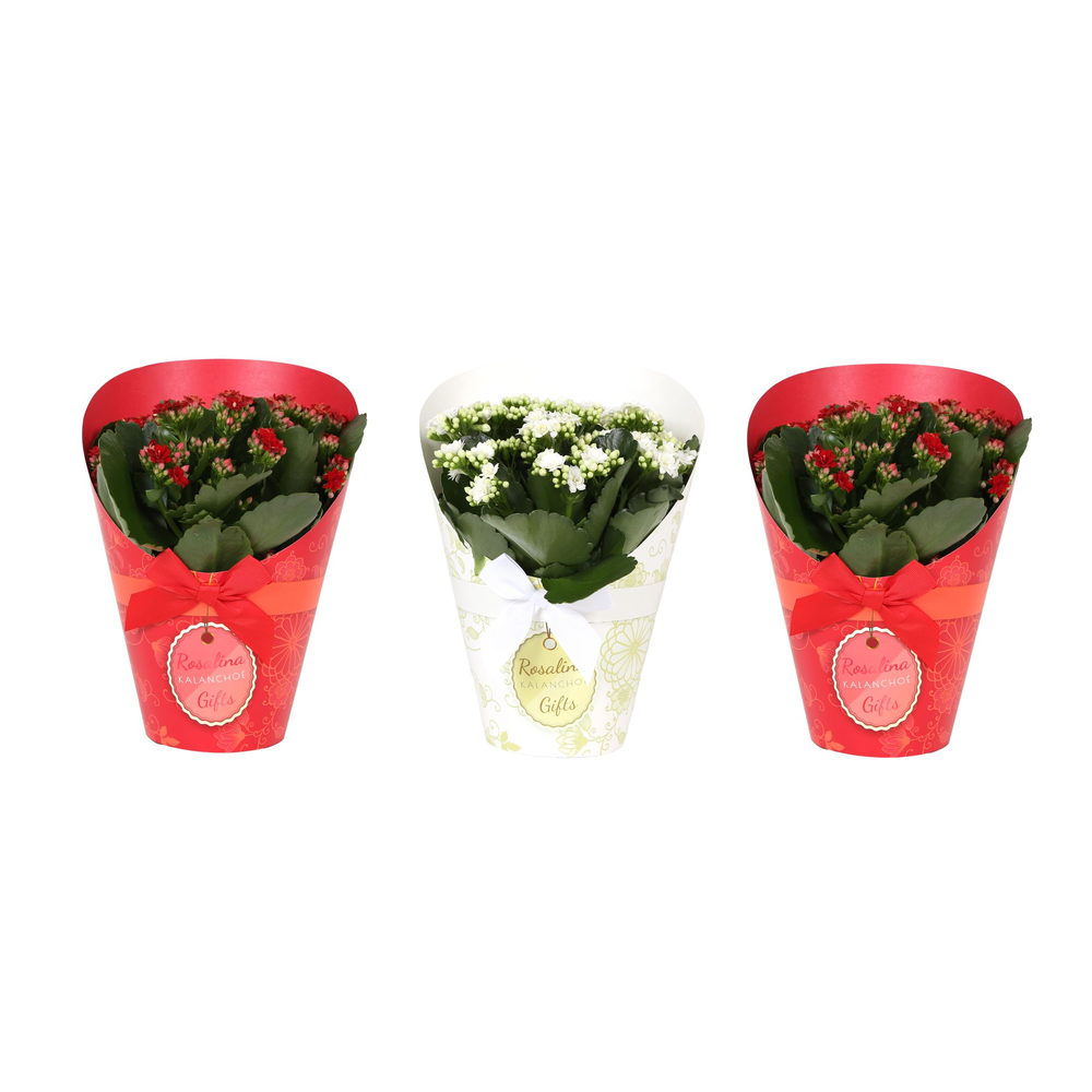 Kp-848.2 - Kalanchoe Rosalina 15cm in Gifts Kerstm.