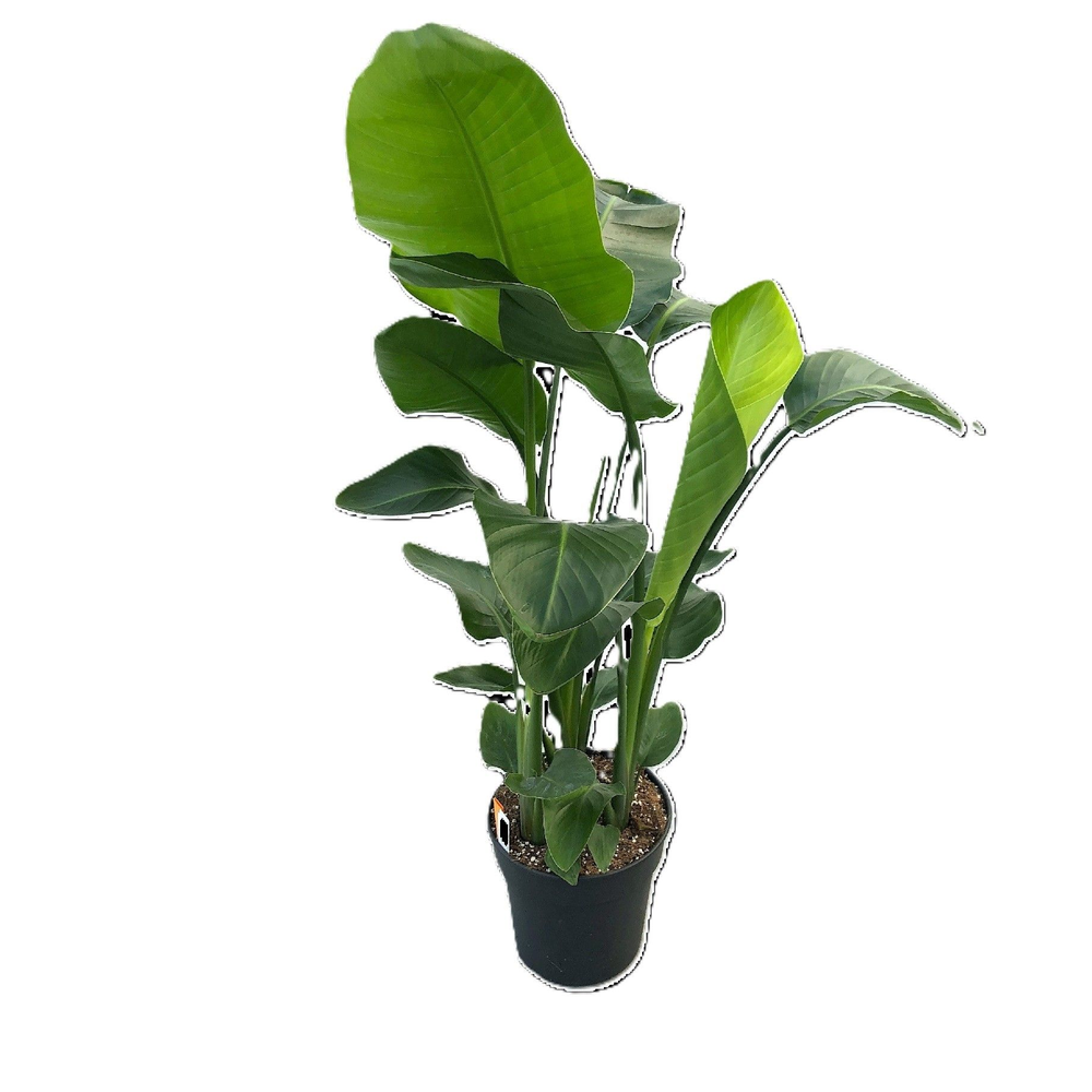 Strelitzia nicolaï p24 3pp 100-110cm (compact).