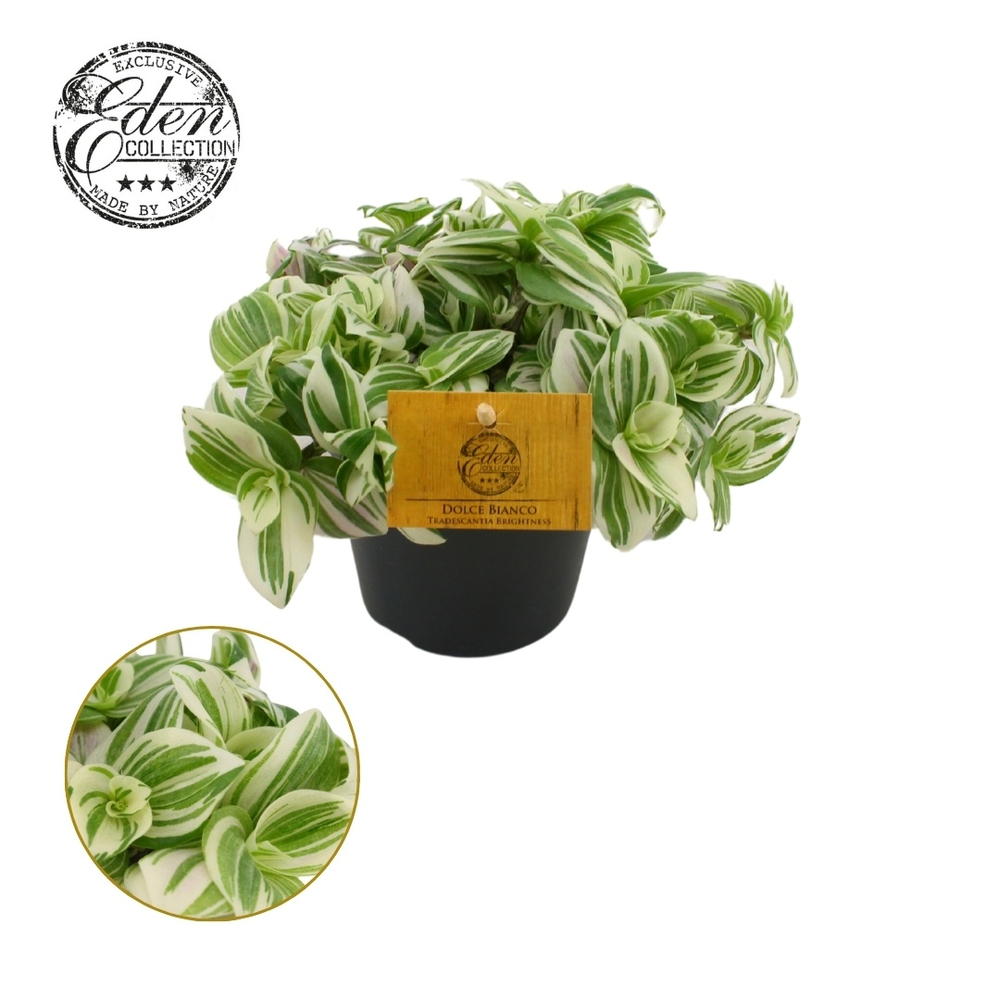 Tradescantia Brightness 12cm.