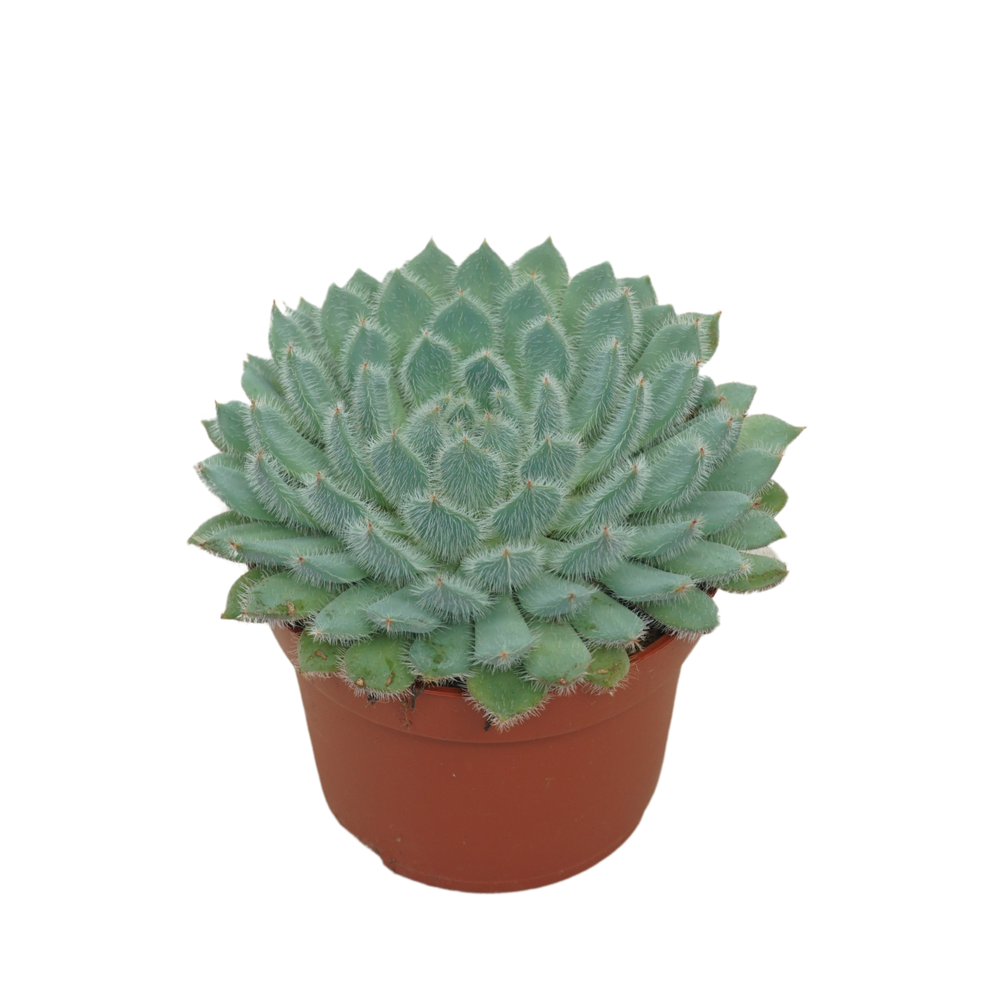 Echeveria setosa 10,5 cm.