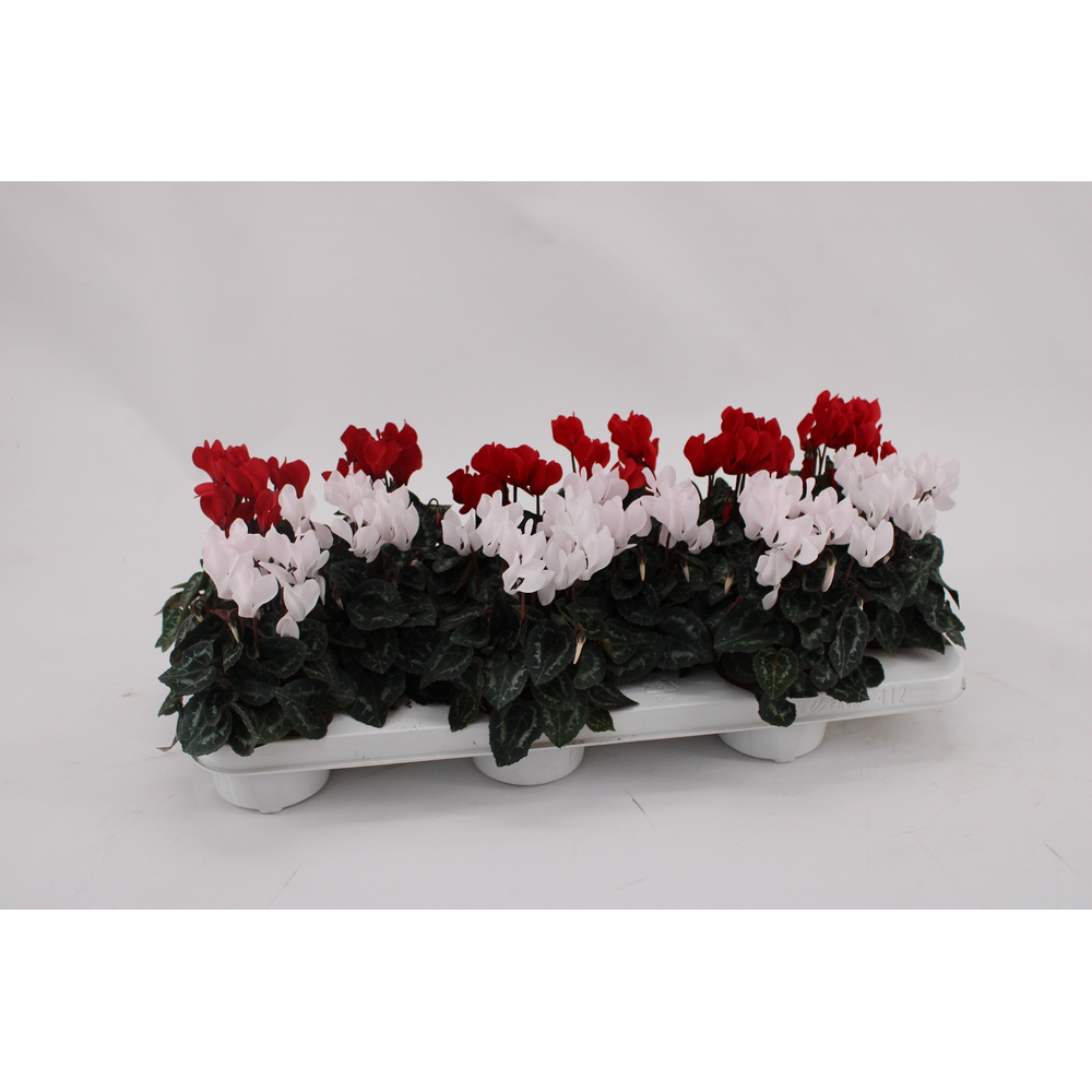Cyclaam Mini White Red Mix.