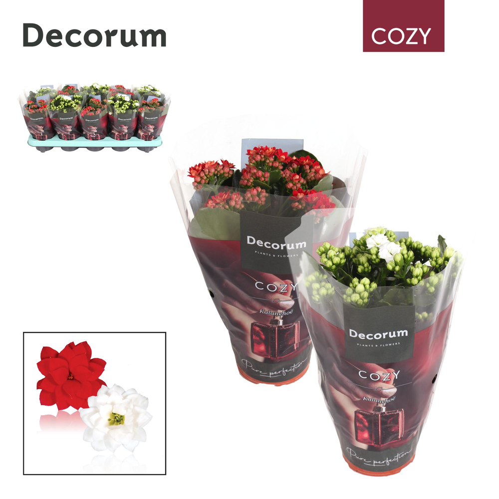 Kalanchoe Decorum Cozy - Red and White Mix - kerst.