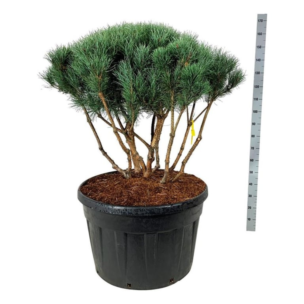 Pinus sylv. 'Watereri'.