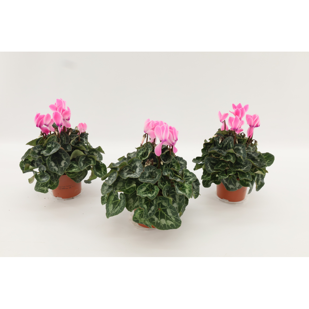 Cyclaam Midi Pink Flamed.
