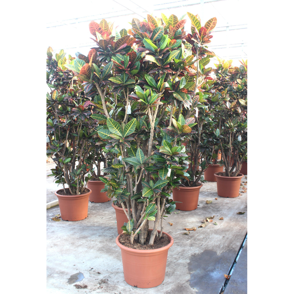 Codiaeum Petra (Croton Petra).