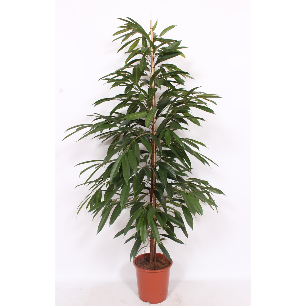 Ficus Amstel King.