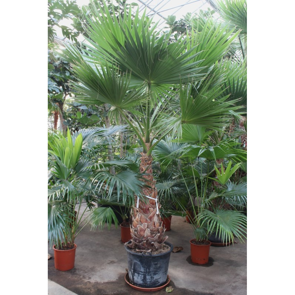 Washingtonia robusta.
