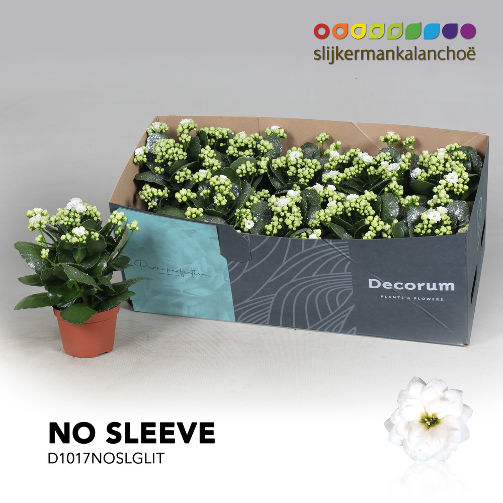 Kalanchoe No Sleeve - White with glitter - kerst.