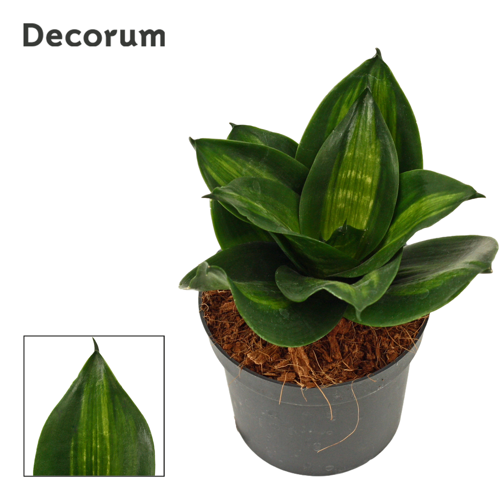 Sansevieria hahnii 9 cm Jade (Decorum).