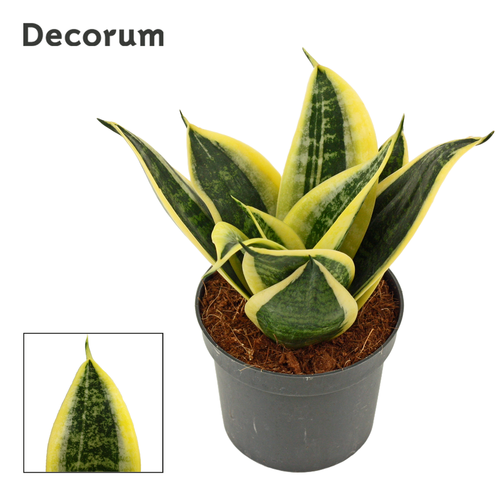 Sansevieria hahnii 9 cm Sunrise (Decorum).