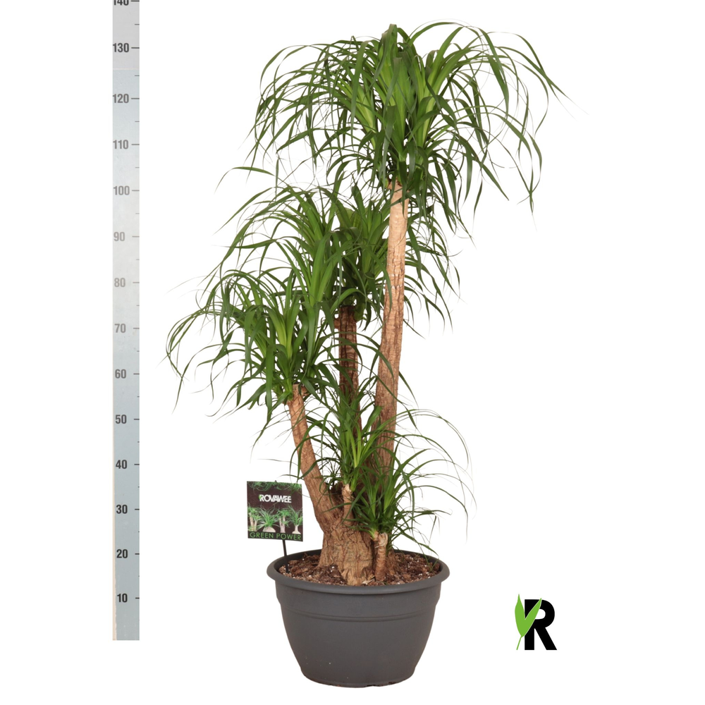 Beaucarnea rec. vertakt.