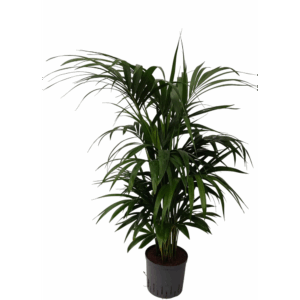 howea hydro.