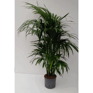 howea hydro.