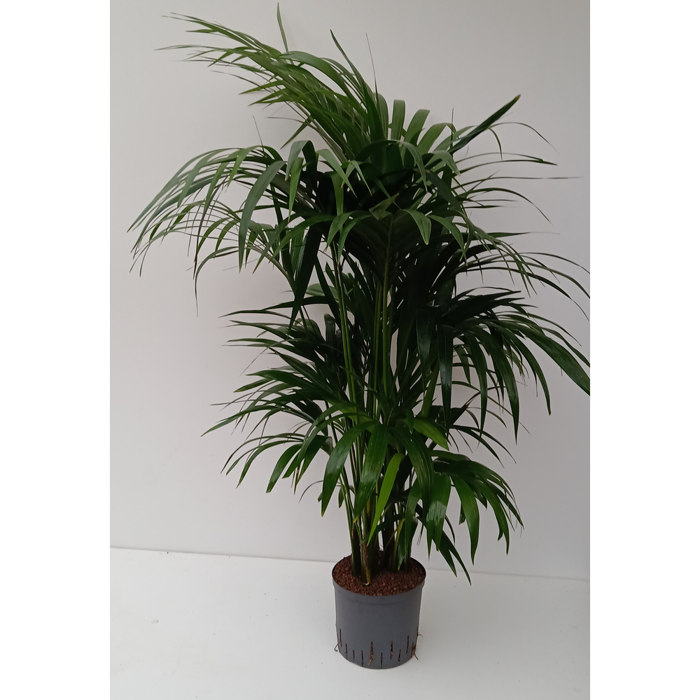 howea hydro.