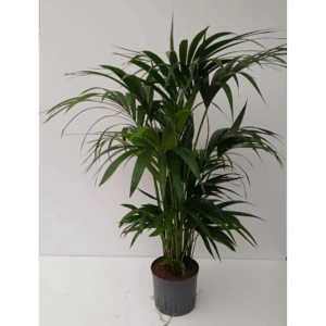 howea hydro.