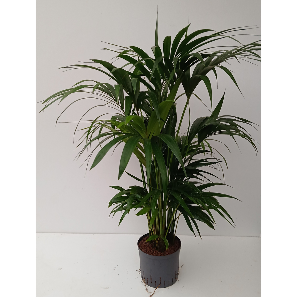 howea hydro.