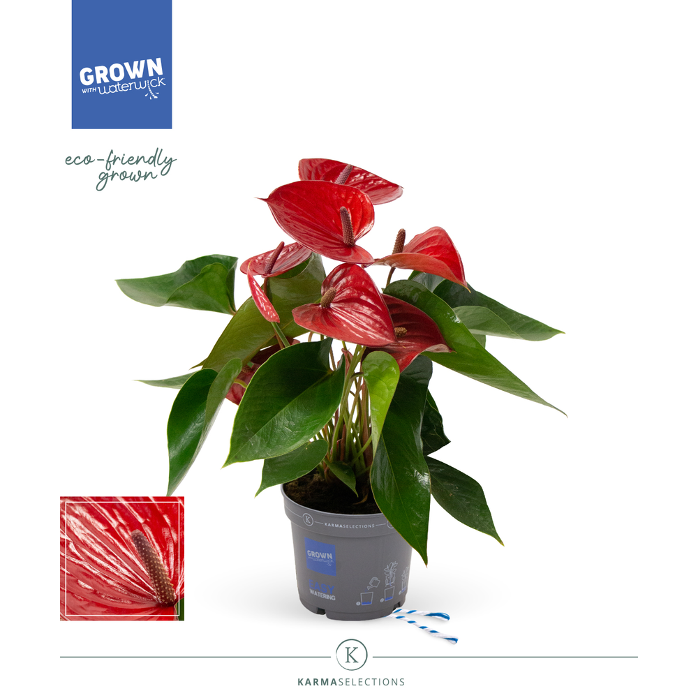 Mimesis Anthurium KARMA Picanta Red - 17cm.