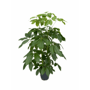 Schefflera actinophylla 'Amate' p30 3pp.