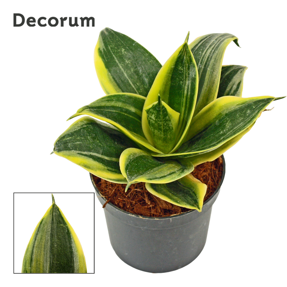 Sansevieria hahnii 9 cm Flaming (Decorum).