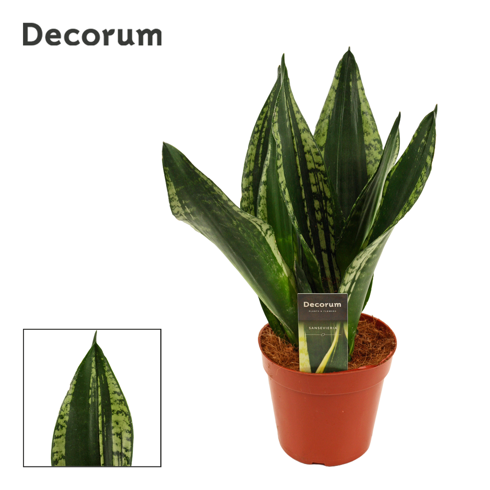 Sansevieria Silver flame 14 cm (Decorum).