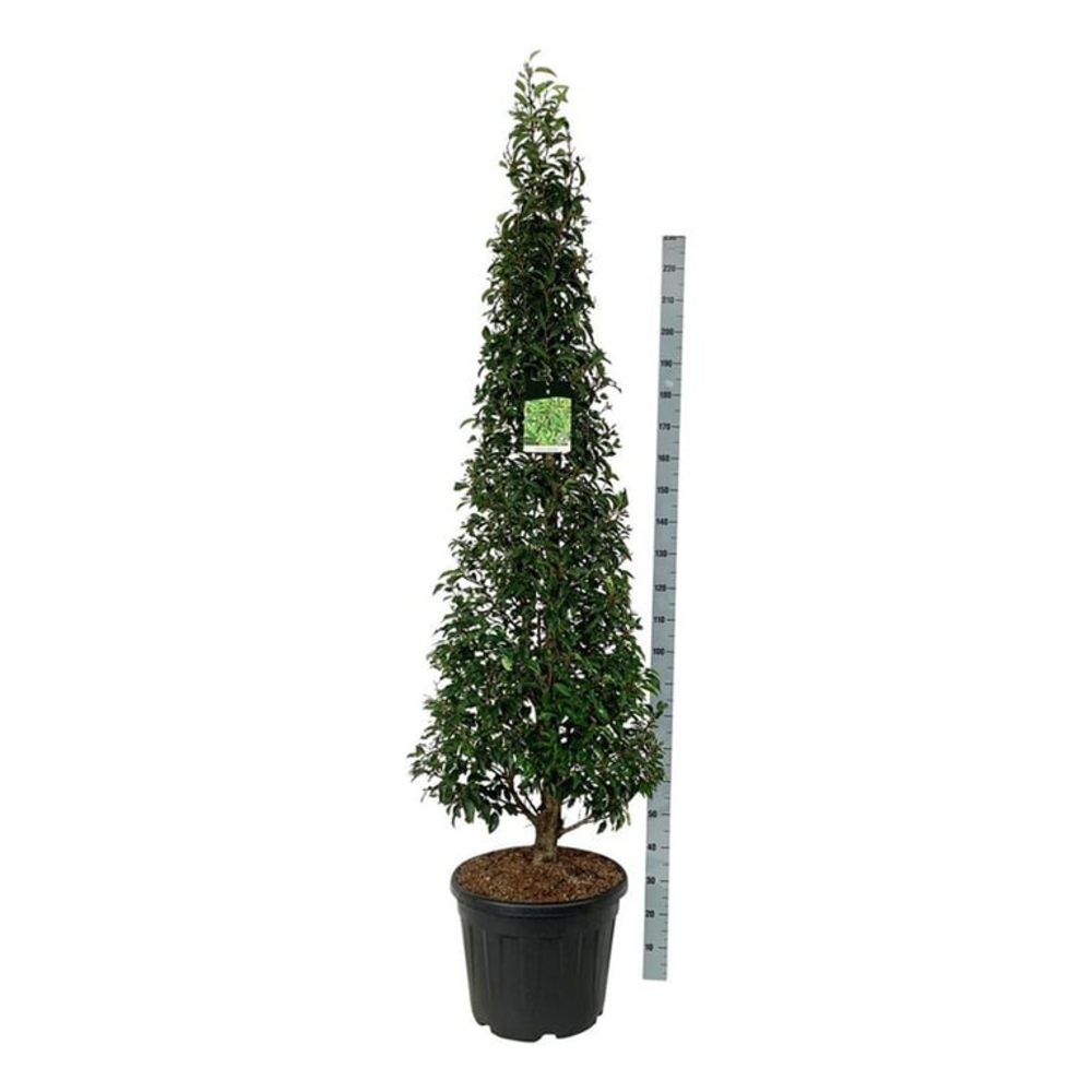 Prunus lus. 'Angustifolia'.