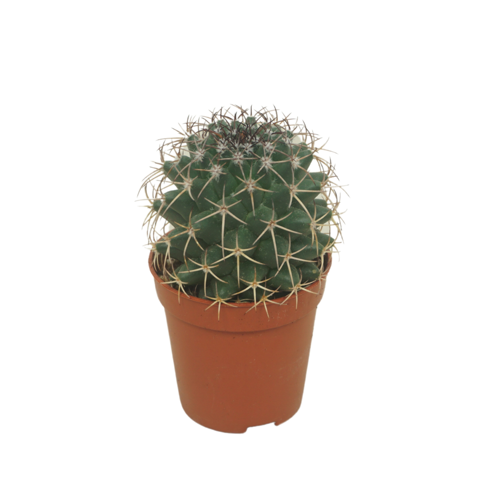 Mammillaria hildagensis 5,5 cm.