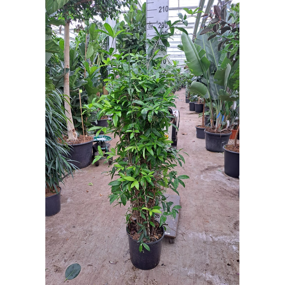 Dracaena Surculosa.