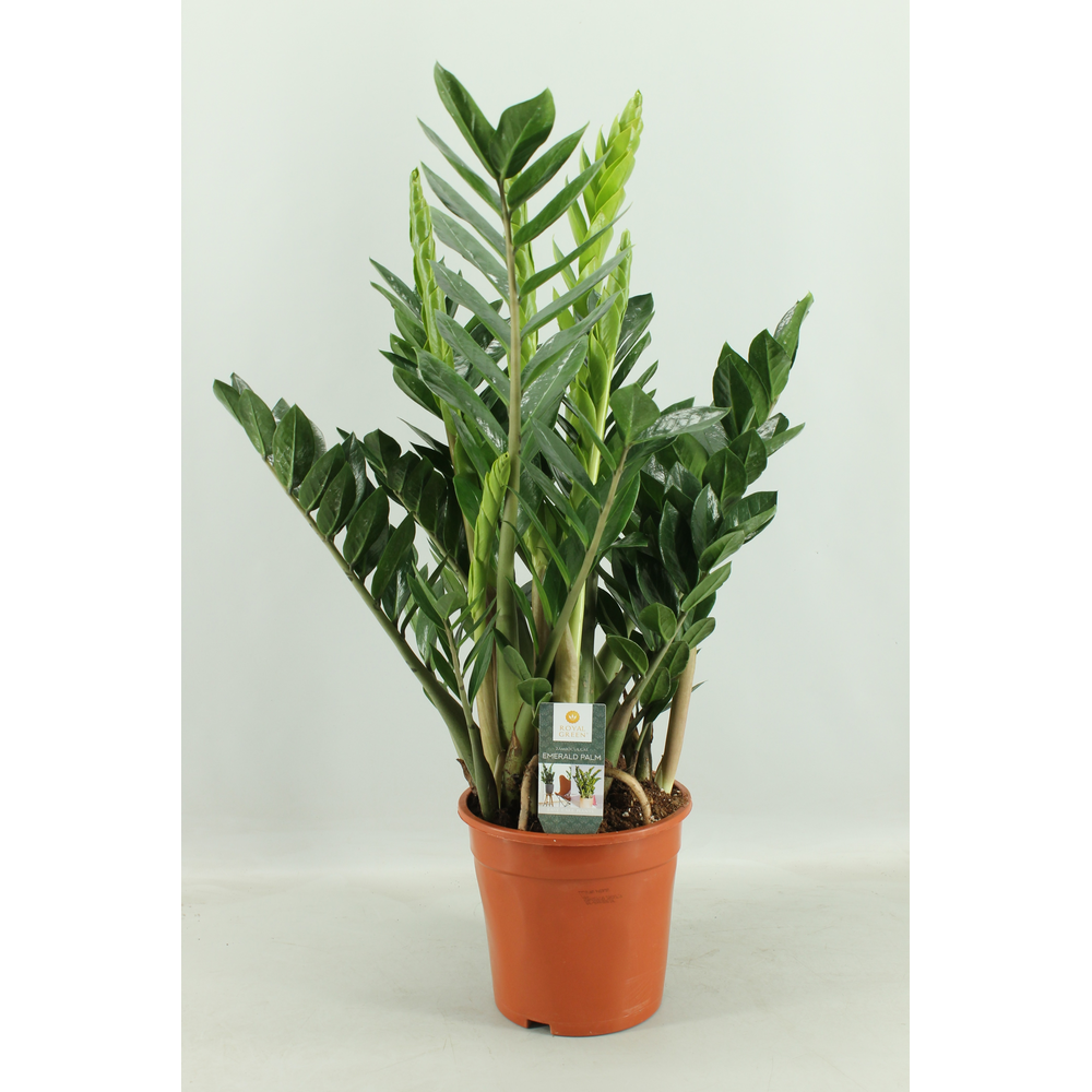 Zamioculcas 21cm.