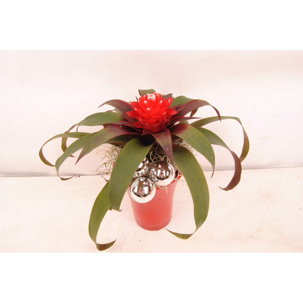 kerst pot guzmania klein.