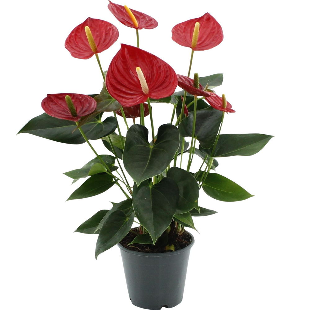 Anthurium Tremendo in transparant sleeve.