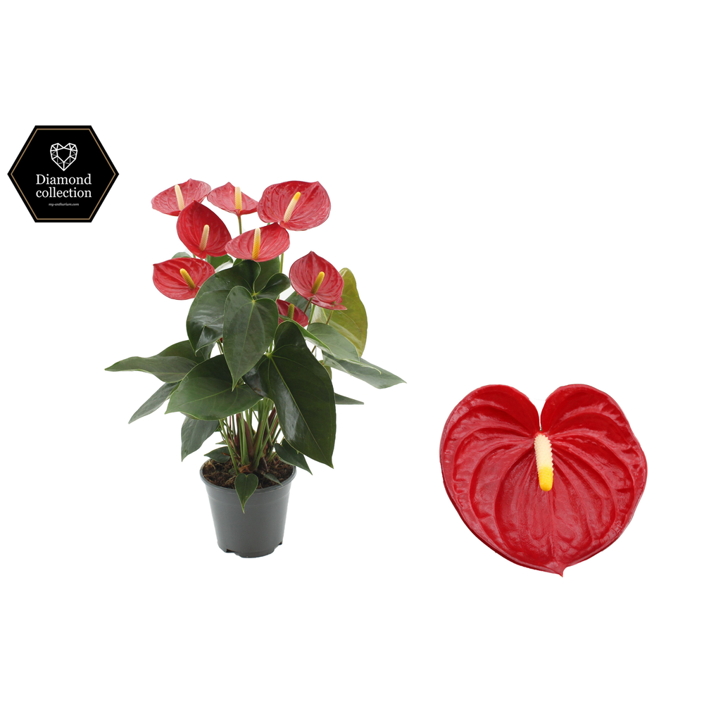 Anthurium Tremendo in transparant sleeve.