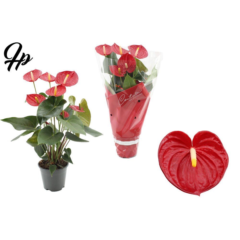 Anthurium Tremendo in Couture sleeve.