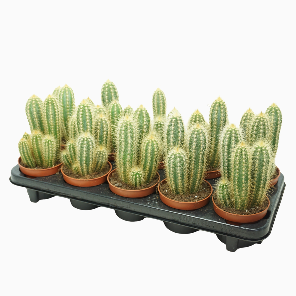 Pilosocereus pachycladus 10,5 cm.