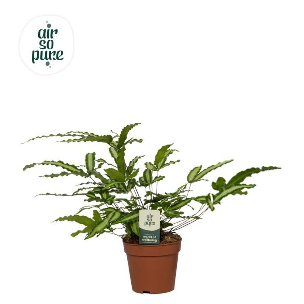 Pteris Albolineata - Zuivere lucht.