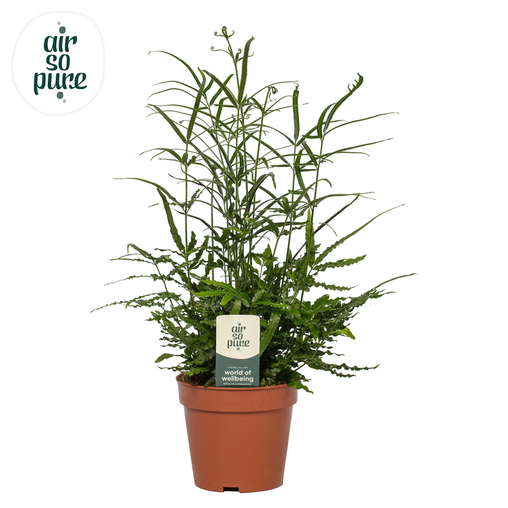 Pteris evergreen - Air So Pure.