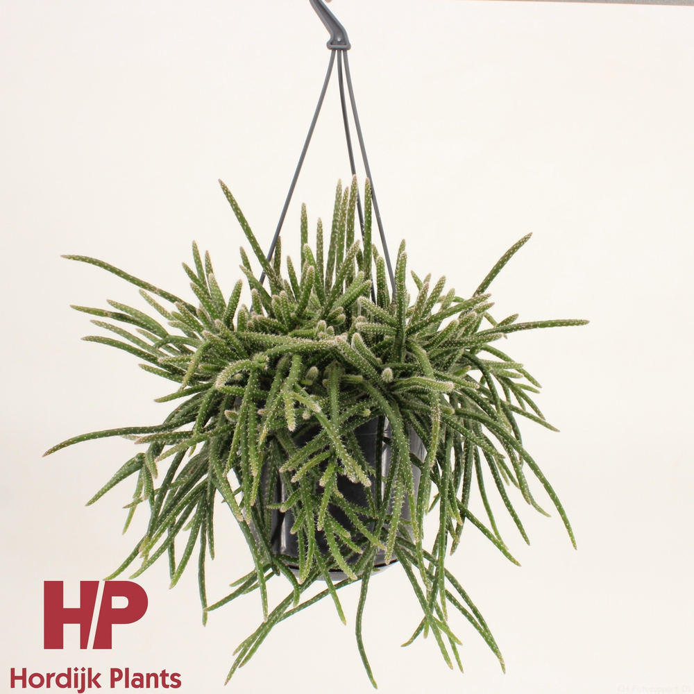 Rhipsalis baccifera subsp. horrida 15cm.