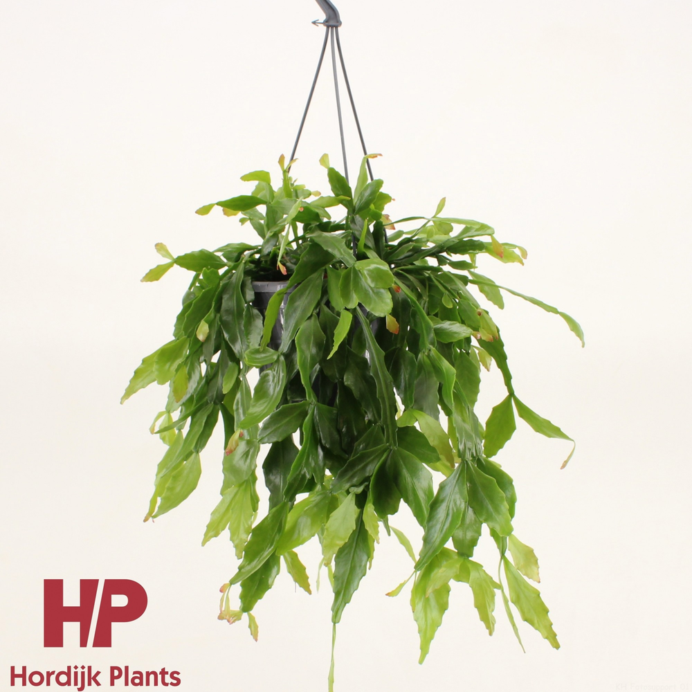 Rhipsalis crispata.