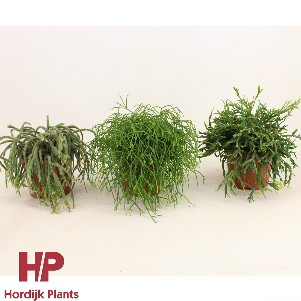 Rhipsalis 'Mix' 12cm.